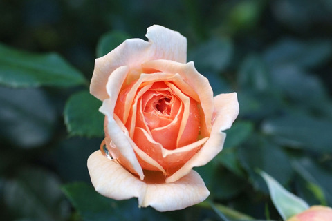 ガーデン　オブ　ローゼズsDSCF8435