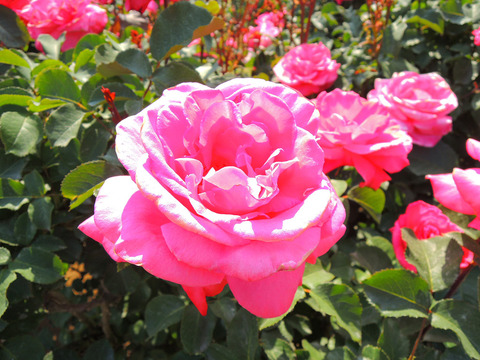 ほうじゅん　芳純sDSCN4121