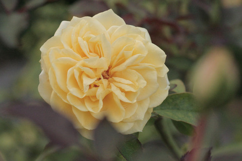 サンライト　ロマンティカsIMG_6140