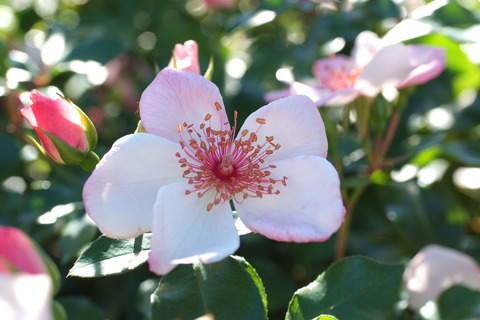 ピンク　サクリーナsDSCF8969