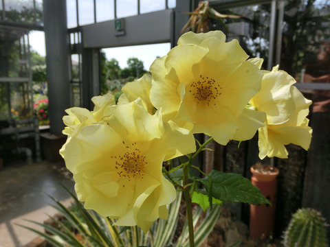 サプライズsCIMG4994