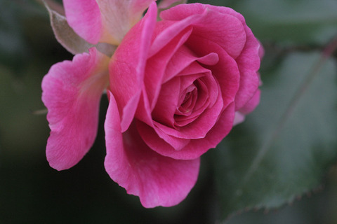 スウィート　ドリフト6400