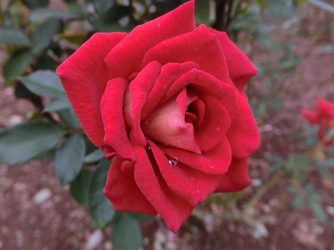 あやおりsCIMG5003