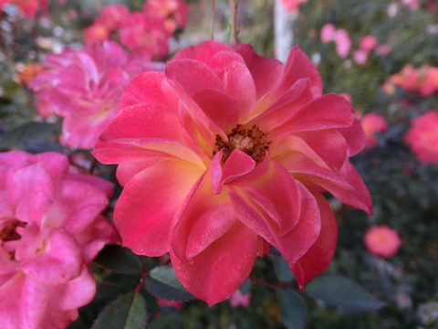 マンダリンsCIMG8212