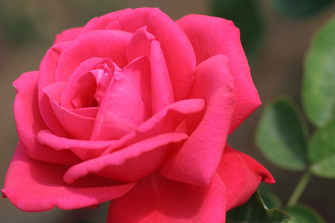 ヘンケル　ロイヤル