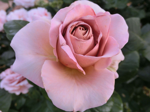 カフェ　ラテ1779