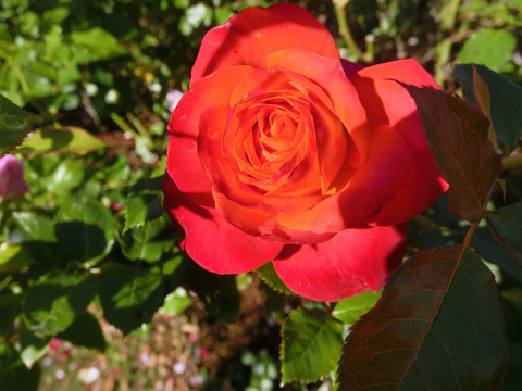 フリュイテsCIMG8342