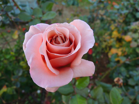 カフェ ラテ6912