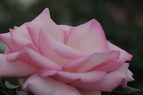 ウィミィsIMG_6678