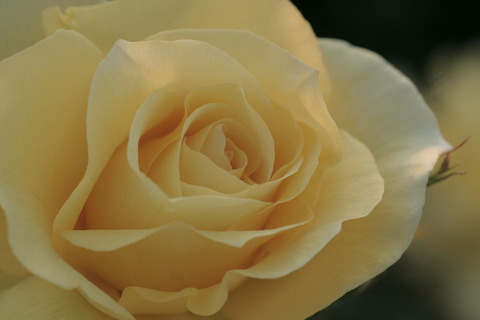 サン　フレーア5236