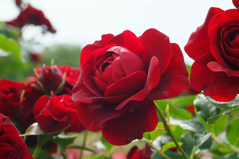 くろちょう　黒蝶　（くろちょう）sDSCF1996