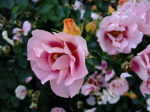 アイコニック　ハニー　レモネード9850