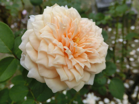 イングリッシュ　ガーデンsCIMG4957