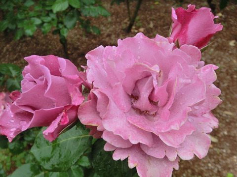 ラブリー　ブルーsCIMG5965