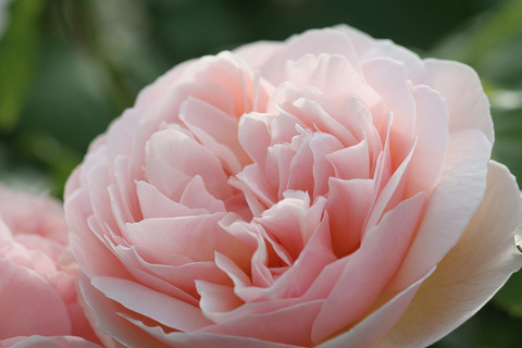 スィート　ジュリエット (3)