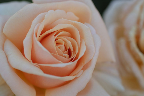 ダイヤモンド　ジュビリー