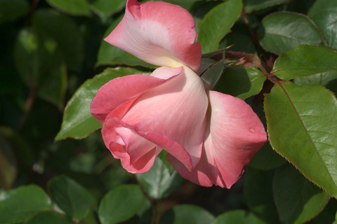 ジェミニsDSCF1274