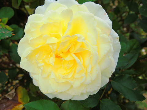 かいきょ　快挙sDSCN9651