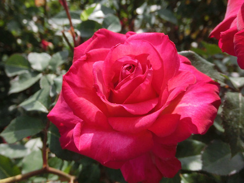 くれない　紅sCIMG3916