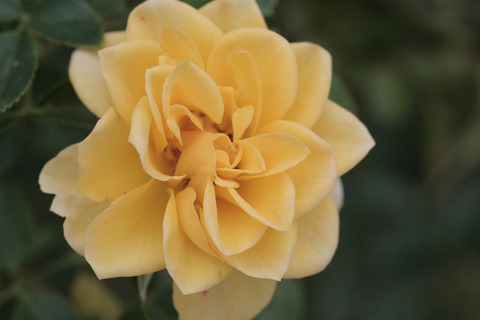 サン　スプリンクルズsIMG_7114