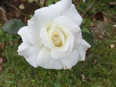 ホワイト　マスターピースsCIMG7135