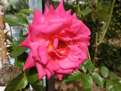 コルデス　パーフェクタsCIMG6484