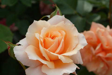 アプリコット　キャンディsDSCF2323