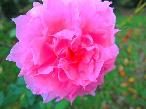 ザ　メイフラワーsDSCN9412