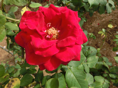 ルージュ　メイアンsCIMG6470