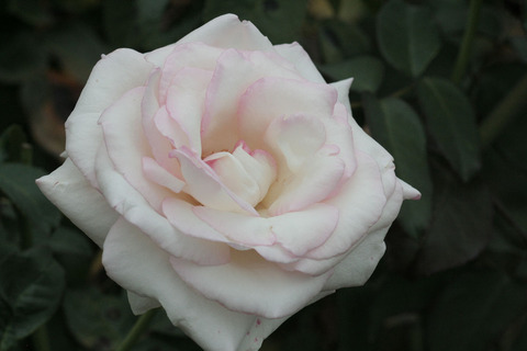 はつこい　初恋　（はつこい）sIMG_6542