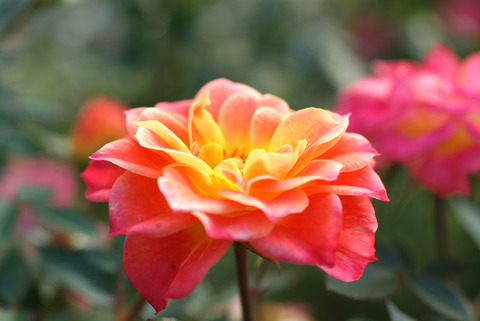 マンダリンsDSCF0745