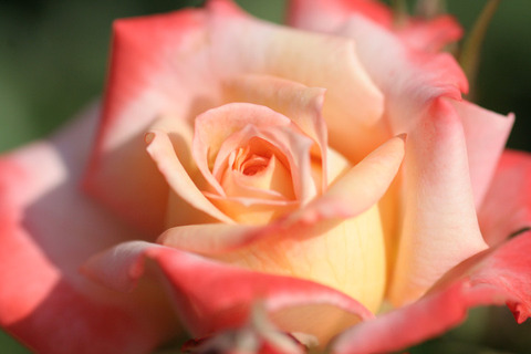 こちょう　胡蝶 (2)