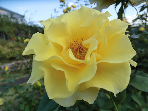 グレイス　ランド5102