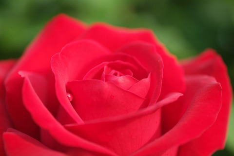 オープニング　ナイト