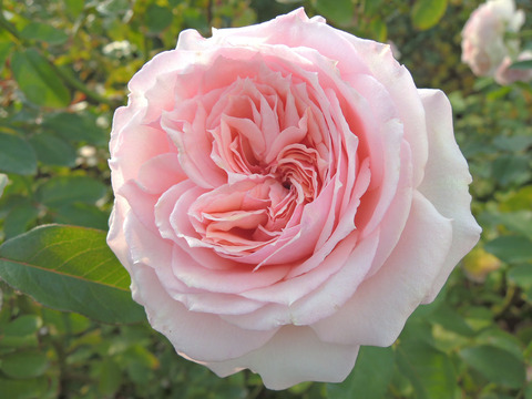 はるの　春乃6620