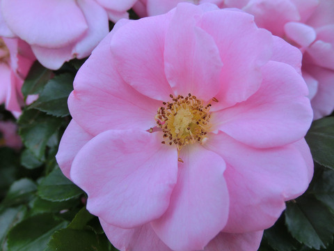 サマー　モルゲンsCIMG8307