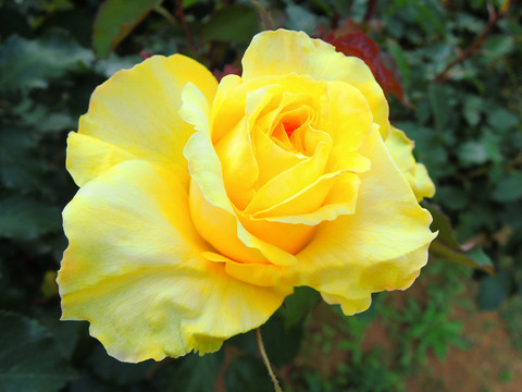 ゴールデン　メダイヨンsDSCN5167