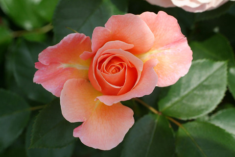 ウーメロsDSCF1789