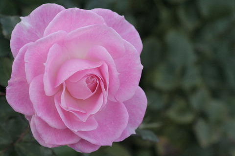 ストロベリー　ダイキリsIMG_5724