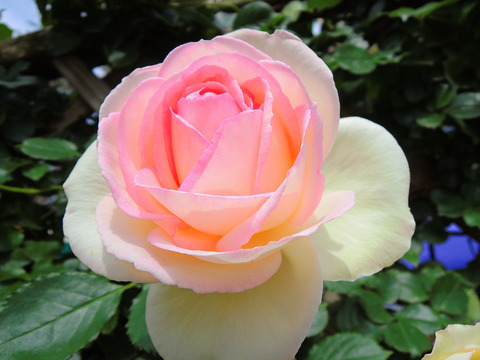 ブラン　ピエール　ドゥ　ロンサールsDSCN4538