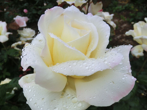 ガーデン　パーティーsCIMG6349