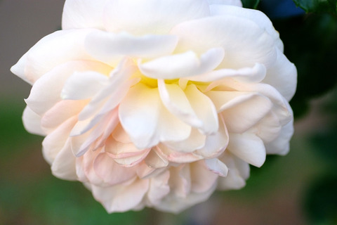 マリー　アントワネット5540