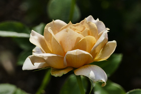 キャラメル　アンティークs_1220463