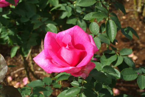 パローレsDSCF0561