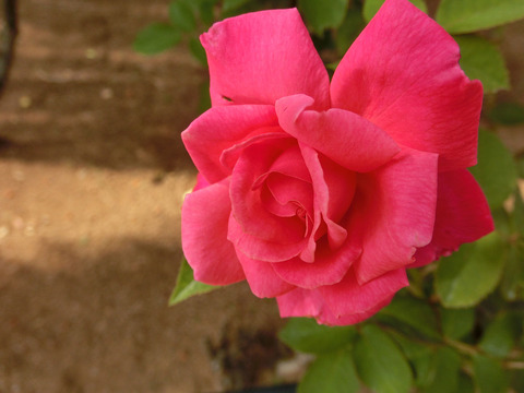 ステファニー　ドゥ　モナコsCIMG6500