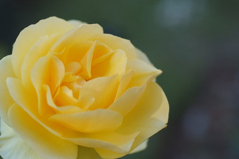 グラハム　トーマス