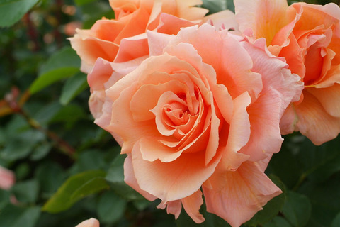 アプリコット　キャンディsDSCF2317