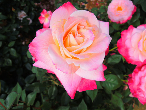 アブラカダブラsDSCN5035