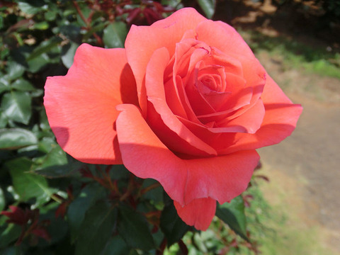 カンデラブラ1453