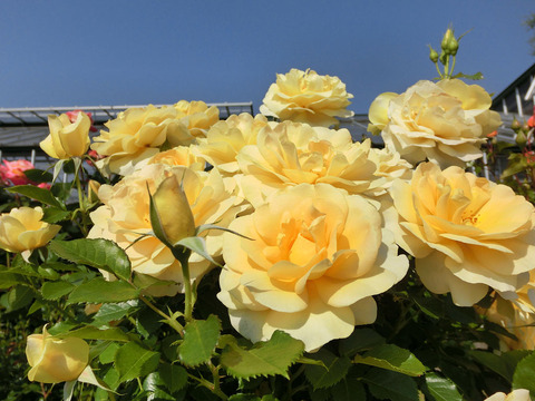 シティリバー1157